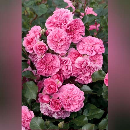 LES QUATRE SAISONS® Meifafio