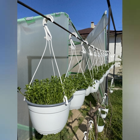 Кампанула кошница - Ф 19