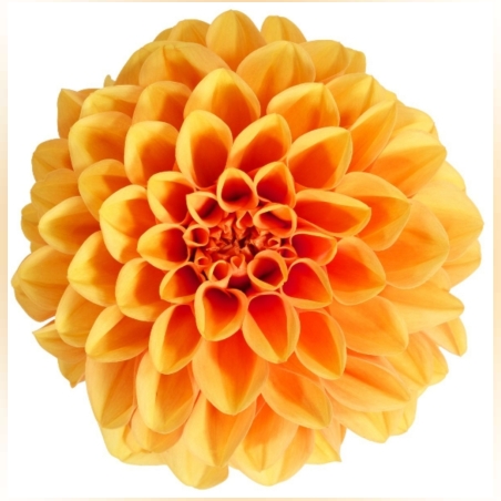 Нискостеблена кичеста далия - Dalaya® Midi Paros