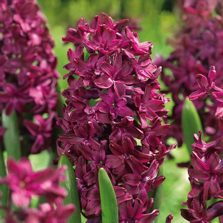 Зюмбюл Woodstock