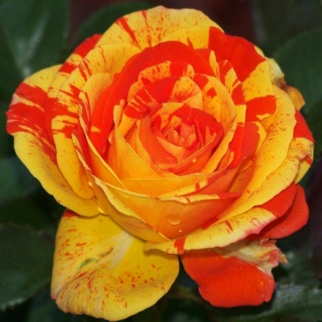 Щамбова роза - Портокал и лимон