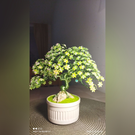 Бутиков бонсай