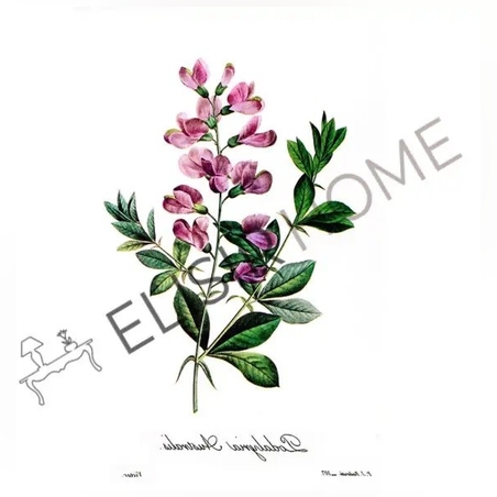 Хартия за трансфер Magic paint Ботаника Подарилия