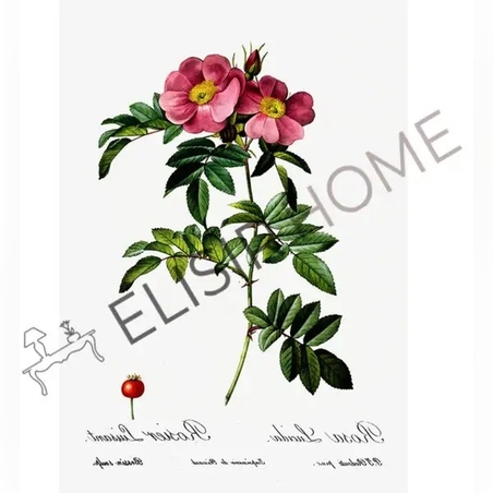 Хартия за трансфер Magic paint Ботаника Бляскава роза