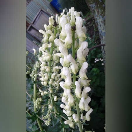 Аконит королевский     (Блюсейте Альбум )