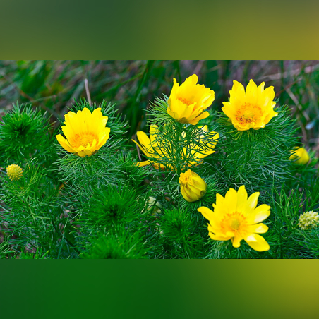 Адонис жёлтый