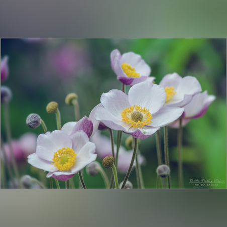 Анемона японская