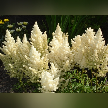 Астильба ( белая)