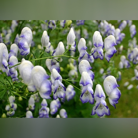 Аконит пёстрый