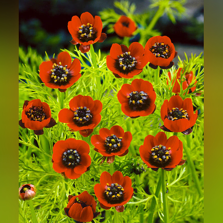 Адонис красный