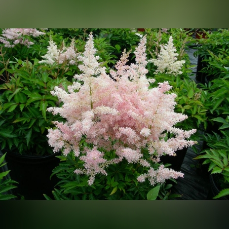 Астильба ( розовая ) 