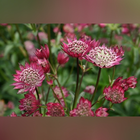 Астранция ( красная)