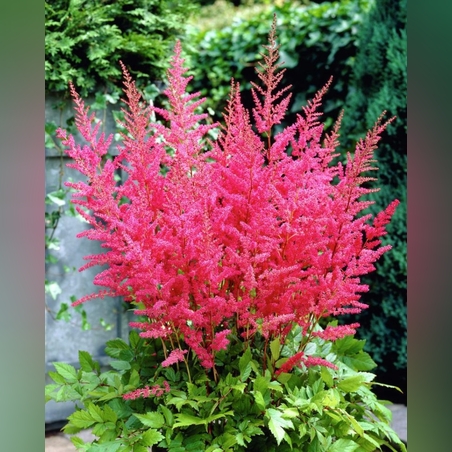 Астильба ( красная ) Буги -вуги