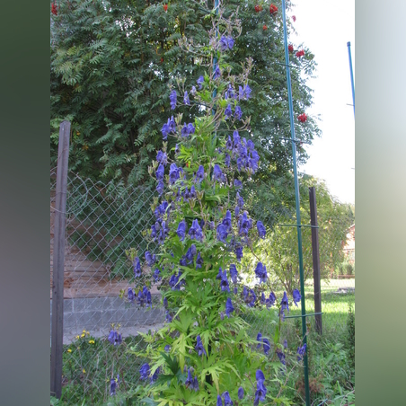 Аконит вьющийся