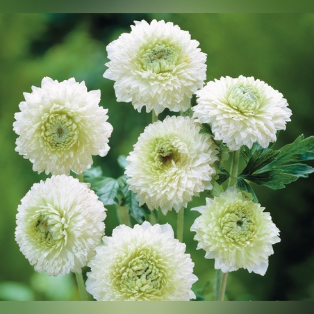 Анемона махровая