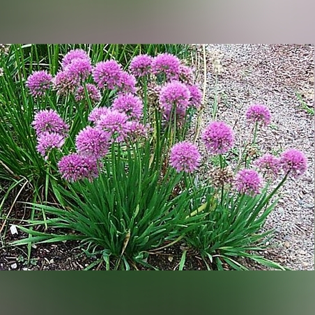 Аллиум (луки ) фиол