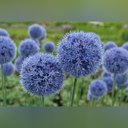 Аллиум (луки) блю