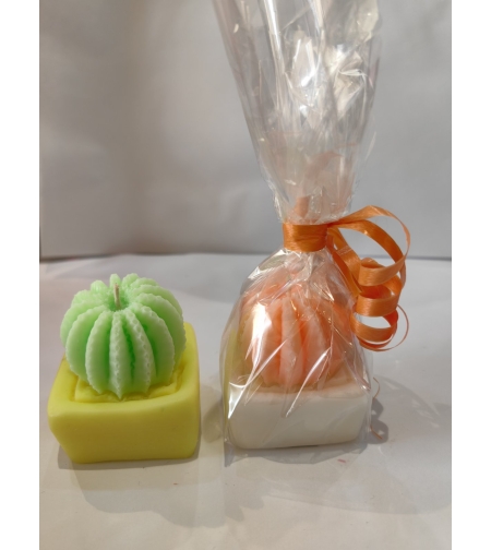 Кактус в саксия