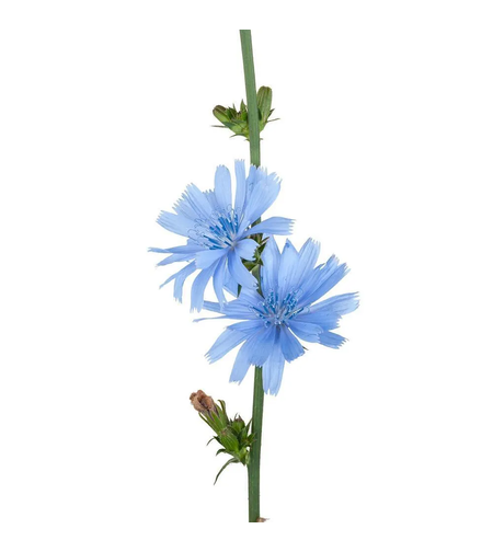 Цикория – синя жлъчка, изсушен стрък от Cichorium intybus
