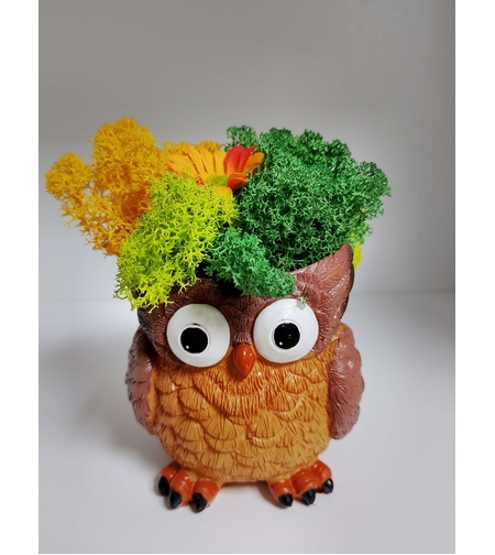 Сувенир от Исландски мъх