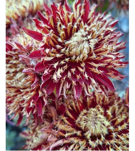 Високостеблена хризантема Tarantula (Grandiflorum Tarantula)