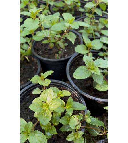 Мента - Mentha piperita