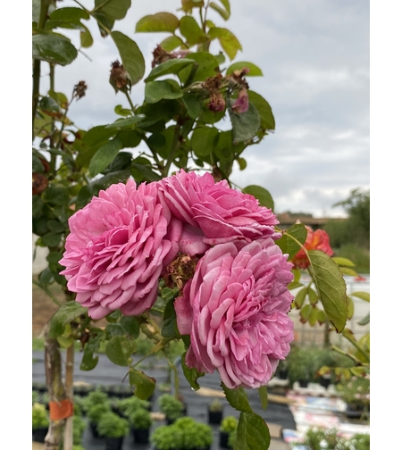 Щамбова роза - розова кичеста