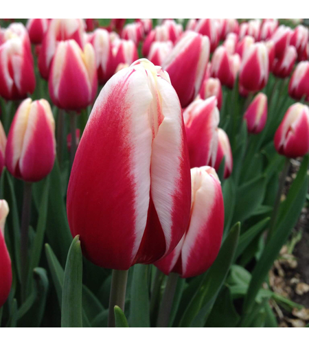 Лале Timeless в саксия - единично