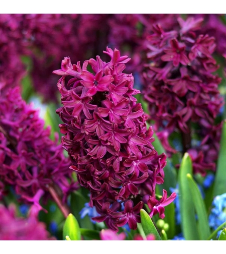 Зюмбюл Woodstock в саксия - единичен