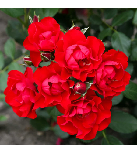 Black Forest Rose®