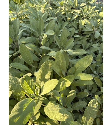 Салвия / Salvia forte imp.