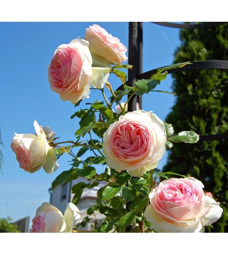 EDEN ROSE® Meiviolin/ GPT. EDEN ROSE Pierre De Ronsard ®