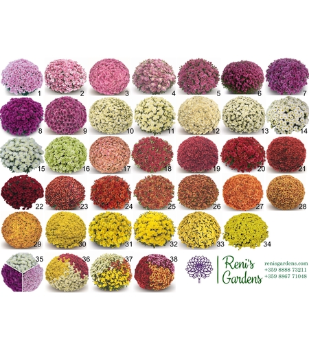 Кълбовидни хризантеми