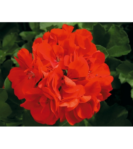 Кичесто сакъзче - Royal Fire