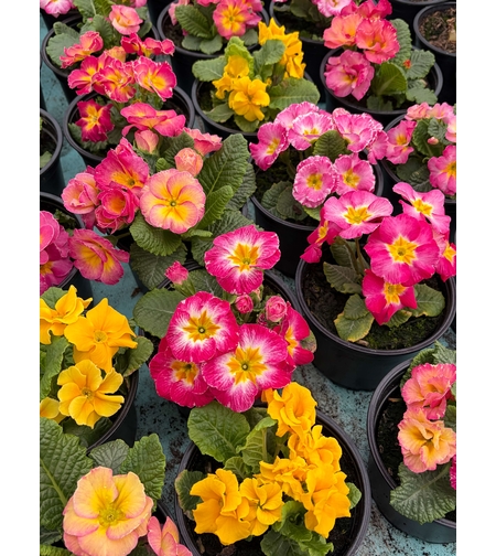 Кичеста иглика, тип розичка