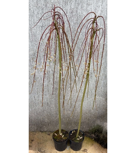 Плачеща върба – Salix caprea 'Kilmarnock'