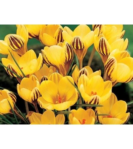 Минзухар Fuscotinctus