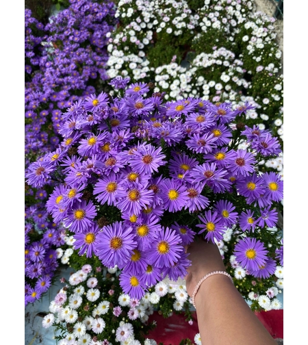 Кълбовидна астра