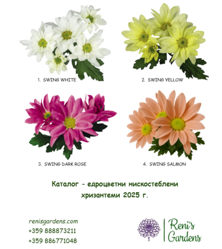 Едроцветни нискостеблени хризантеми