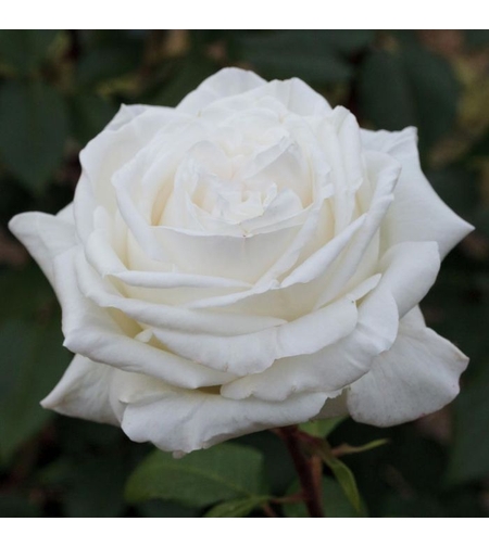 PIERRE ARDITI® Meicalanq