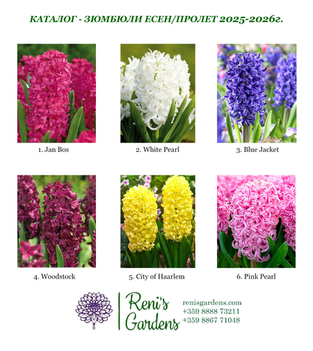 Луковици - Зюмбюли