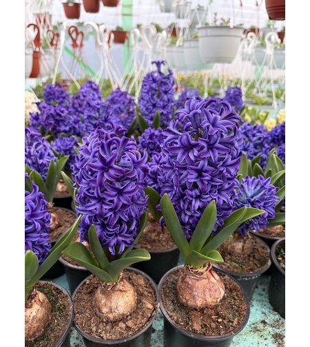 Зюмбюл Blue Jacket в саксия - единичен