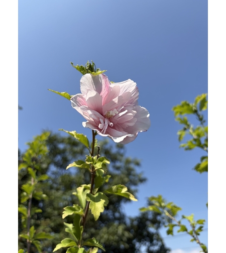 Дървовиден хибискус на щамба (Hibiscus syriacus) – кичести сортове