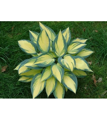 Хоста /Hosta/ - Hosta Remember Me