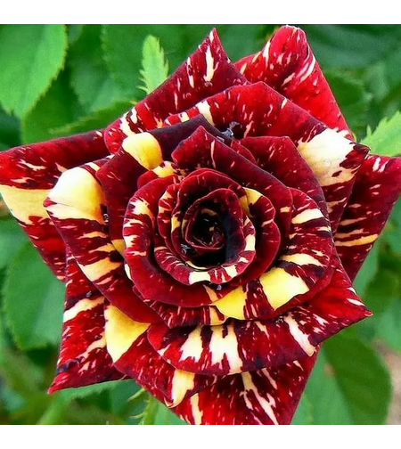 Щамбова роза - Абракадабра