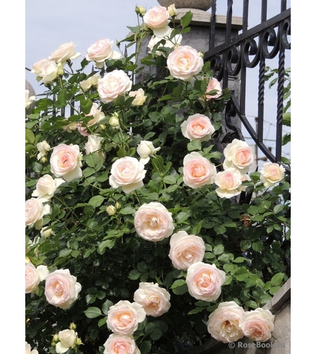 Palais Royal - White Eden Rose®