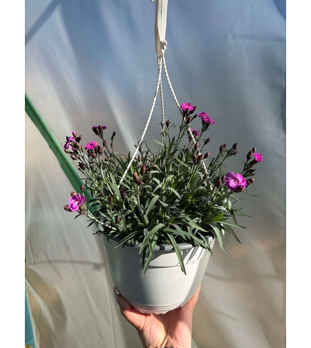 Каскаден ароматен карамфил - кошници