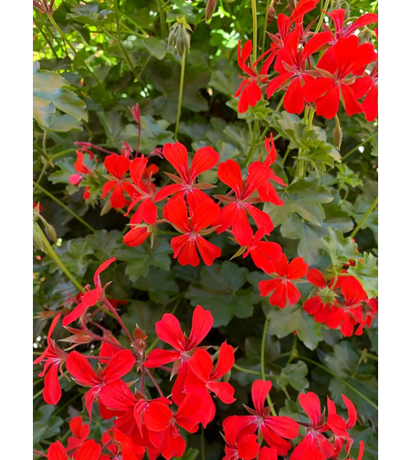 Алпийско сакъзче - Balcon Red