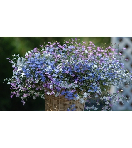 Лобелия - тройка компактна (compact Fashion)