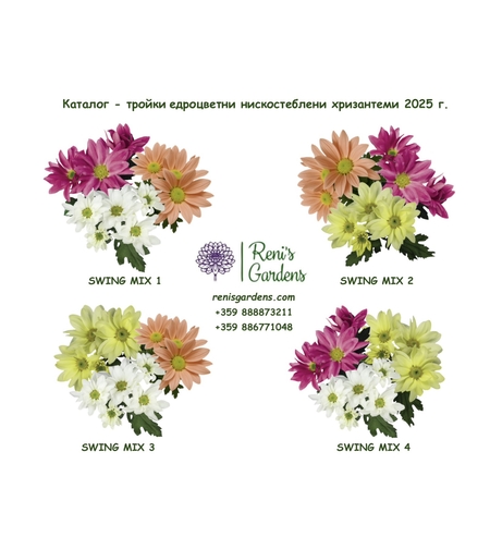 Едроцветни нискостеблени хризантеми - тройки